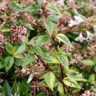 Abelia x grandiflora 'Francis Mason'