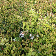 Abelia x grandiflora 'Francis Mason'