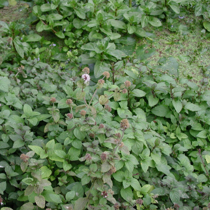 Mentha aquatica