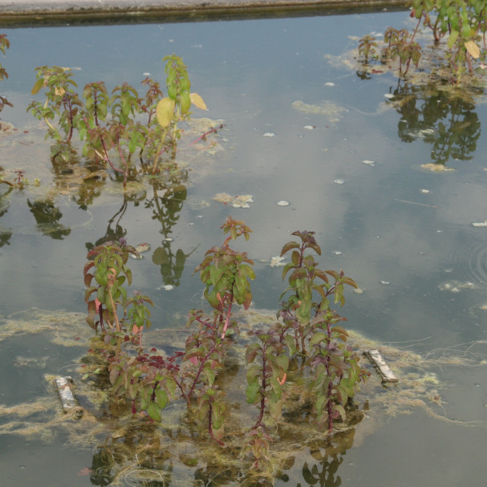 Mentha aquatica