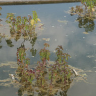 Mentha aquatica