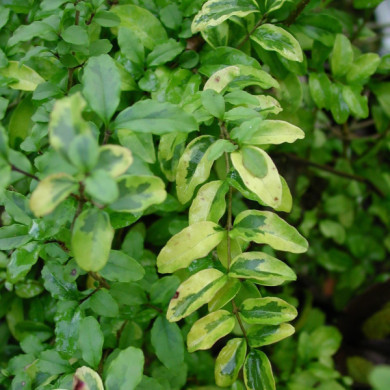 Ligustrum ovalifolium 'Lemon and Lime'