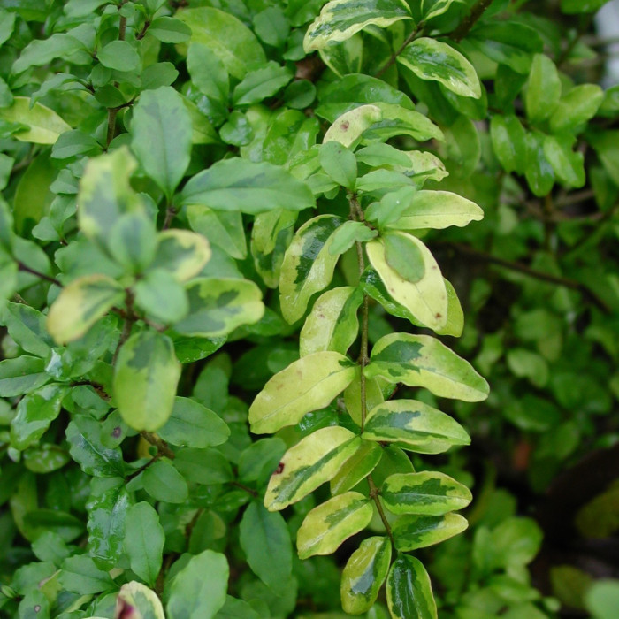 Ligustrum ovalifolium 'Lemon and Lime'