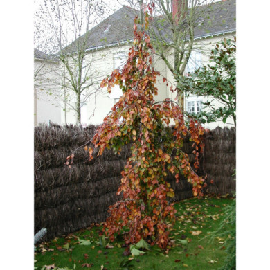 Fagus sylvatica 'Purpurea Pendula'