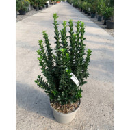 Euonymus japonicus 'Benkomoki'