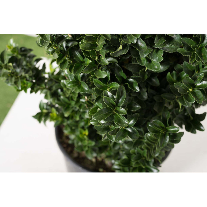 Euonymus japonicus 'Benkomoki'