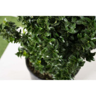 Euonymus japonicus 'Benkomoki'