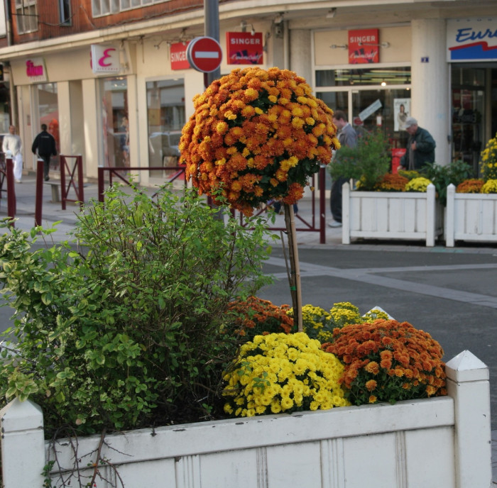 Chrysanthèmes petites tiges orange