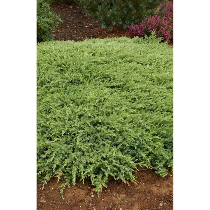 Juniperus conferta 'Schlager'