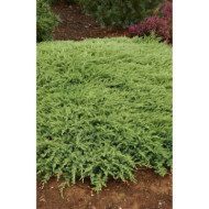 Juniperus conferta 'Schlager'