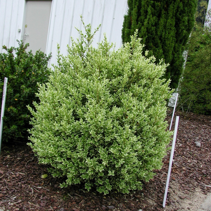Buxus sempervirens 'Elegans'
