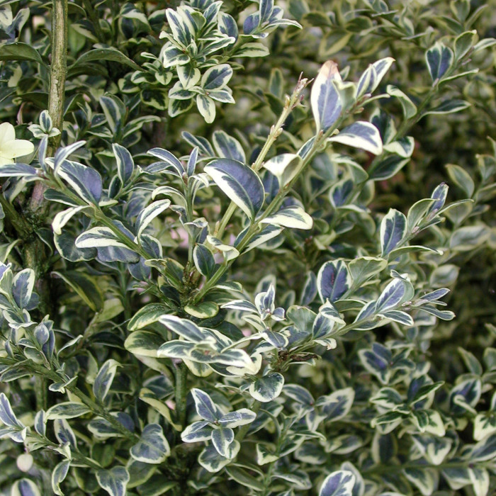 Buxus sempervirens 'Elegans'