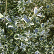 Buxus sempervirens 'Elegans'