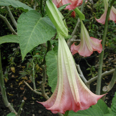 Brugmansia rose