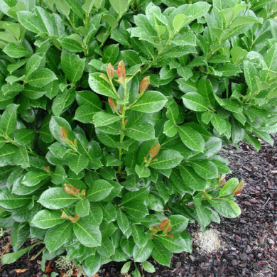 Prunus laurocerasus ETNA® 'Anbri'