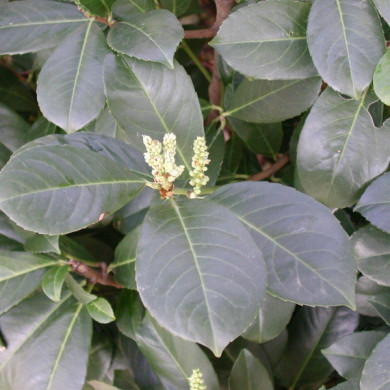 Prunus laurocerasus ETNA® 'Anbri'