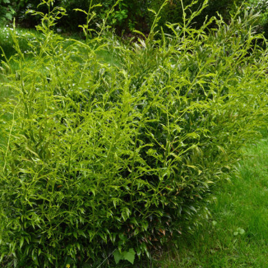 Sarcococca confusa