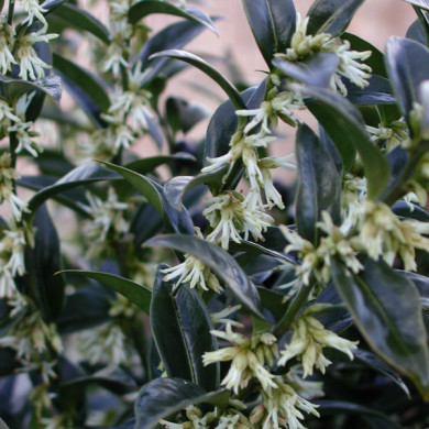 Sarcococca confusa