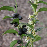 Sarcococca confusa