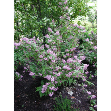 Deutzia x hybrida 'Perle Rose'