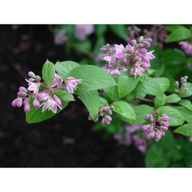 Deutzia x hybrida 'Perle Rose'