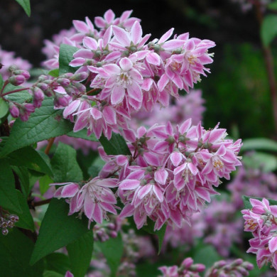 Deutzia x hybrida 'Perle Rose'
