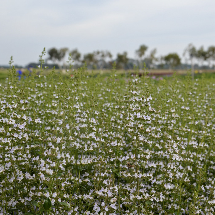 Calamintha nepeta