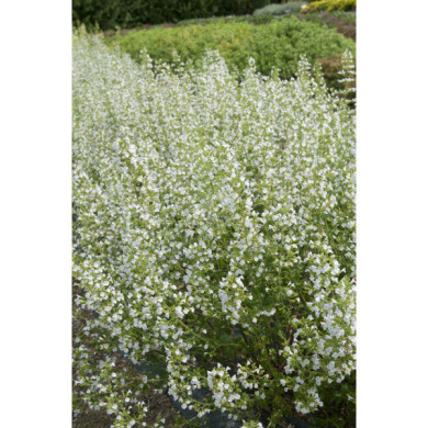 Calamintha nepeta