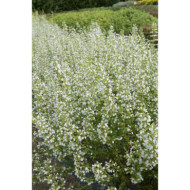 Calamintha nepeta