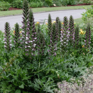 Acanthus mollis