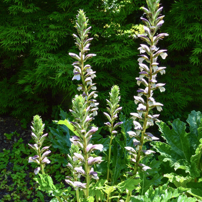 Acanthus mollis