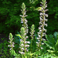 Acanthus mollis