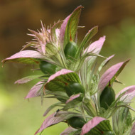 Acanthus mollis