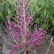 Callicarpa bodinieri 'Profusion'