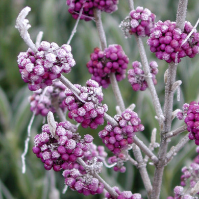 Callicarpa bodinieri 'Profusion'