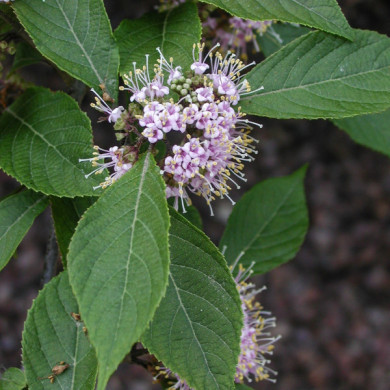 Callicarpa bodinieri 'Profusion'