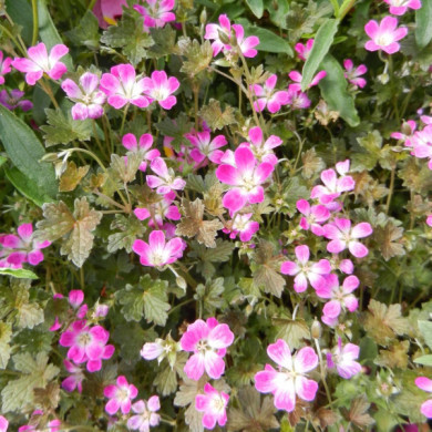Geranium 'Bremerry' ORKNEY CHERRY