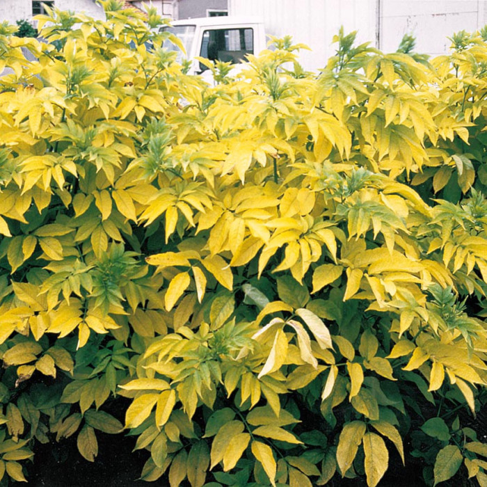 Sambucus nigra 'Aurea'