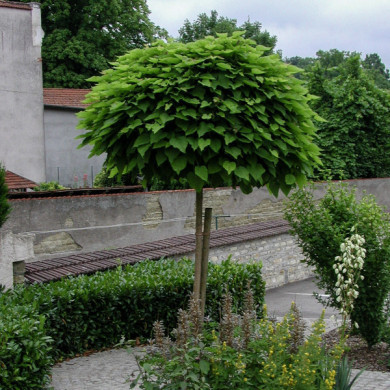 Catalpa bignonioides 'Nana'