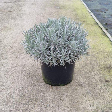 Lavandula angustifolia