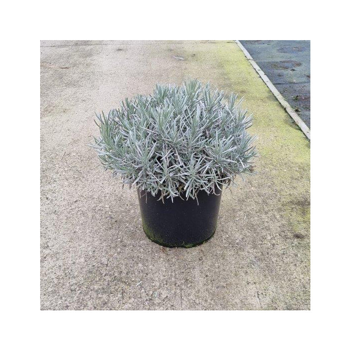 Lavandula angustifolia