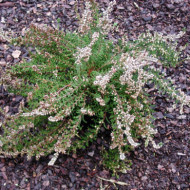 Calluna vulgaris Allegro