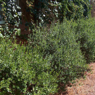 Myrtus communis