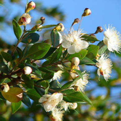 Myrtus communis