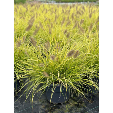 Pennisetum alopecuroides 'Hameln Gold'