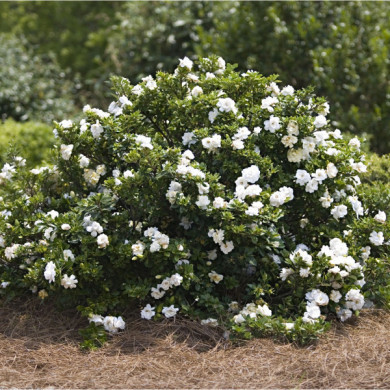 Gardenia jasminoides 'Crown Jewel'
