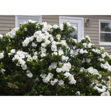 Gardenia jasminoides 'Crown Jewel'