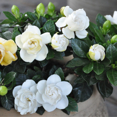 Gardenia jasminoides 'Crown Jewel'