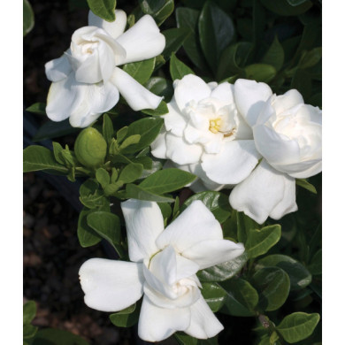 Gardenia jasminoides 'Crown Jewel'