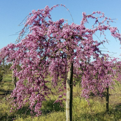 Cercis canadensis 'Lavender Twist'